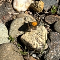 Lucia limbaria (Chequered Copper) at Aranda, ACT - 10 Oct 2024 by Jubeyjubes