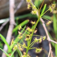 Drosera gunniana (Pale Sundew) at Albury, NSW - 10 Oct 2024 by KylieWaldon