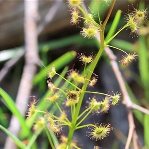 Drosera gunniana at Albury, NSW - 10 Oct 2024 09:46 AM