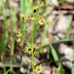 Drosera gunniana at Albury, NSW - 10 Oct 2024 09:46 AM