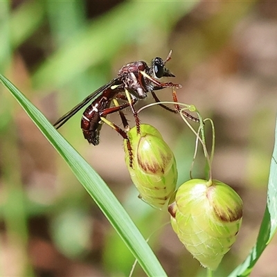 Daptolestes sp. (genus) (Robber Fly) at West Albury, NSW - 10 Oct 2024 by KylieWaldon