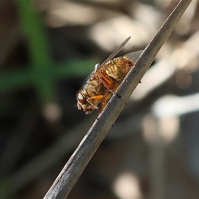 Calliphora sp. (genus) (Unidentified blowfly) at Albury, NSW - 10 Oct 2024 by KylieWaldon