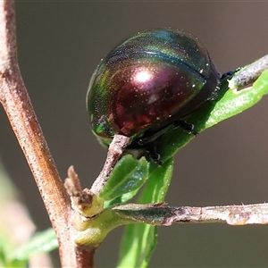 Callidemum hypochalceum (Hop-bush leaf beetle) at Albury, NSW by KylieWaldon