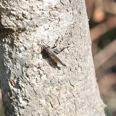 Unverified Robber fly (Asilidae) at Albury, NSW - 10 Oct 2024 by KylieWaldon