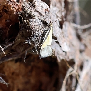 Philobota undescribed species near arabella at Albury, NSW by KylieWaldon