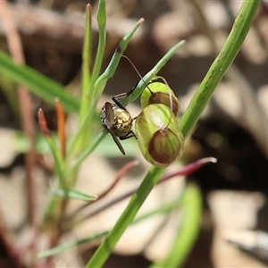 Unidentified True fly (Diptera) at Albury, NSW by KylieWaldon