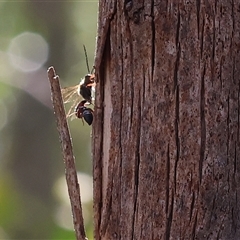 Thynninae (subfamily) (Smooth flower wasp) at Albury, NSW - 10 Oct 2024 by KylieWaldon