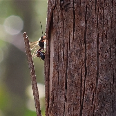 Unidentified Wasp (Hymenoptera, Apocrita) at Albury, NSW - 9 Oct 2024 by KylieWaldon