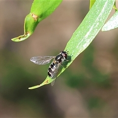 Unidentified Hover fly (Syrphidae) at Albury, NSW - 9 Oct 2024 by KylieWaldon