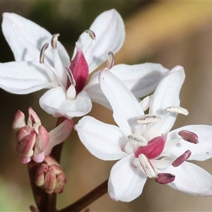 Burchardia umbellata (Milkmaids) at Albury, NSW by KylieWaldon