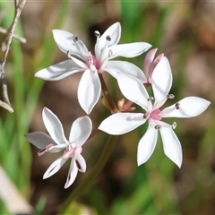 Burchardia umbellata at Albury, NSW - 10 Oct 2024 10:18 AM