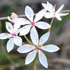 Burchardia umbellata at Albury, NSW - 10 Oct 2024