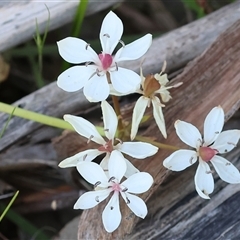 Burchardia umbellata at Albury, NSW - 10 Oct 2024 10:18 AM