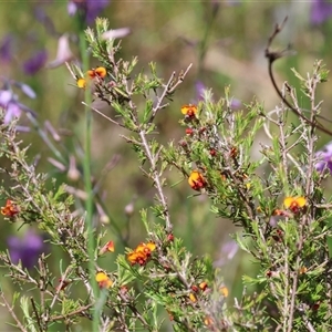 Dillwynia sericea at Albury, NSW - 10 Oct 2024 10:17 AM