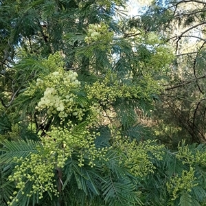 Acacia mearnsii (Black Wattle) at Surrey Hills, VIC by Brouhaha