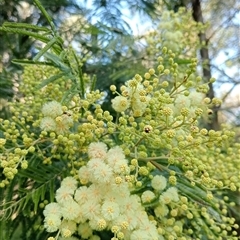 Acacia mearnsii at Surrey Hills, VIC - 10 Oct 2024