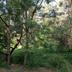 Acacia mearnsii at Surrey Hills, VIC - 10 Oct 2024