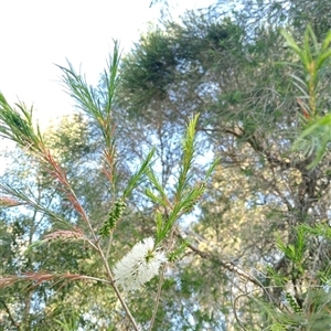 Melaleuca armillaris (Bracelet Honey Myrtle) at Surrey Hills, VIC by Brouhaha