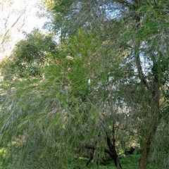 Melaleuca armillaris at Surrey Hills, VIC - 10 Oct 2024