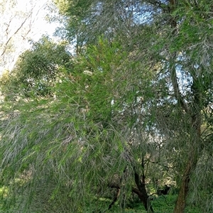 Melaleuca armillaris at Surrey Hills, VIC - 10 Oct 2024