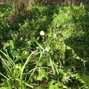 Ranunculus repens at Surrey Hills, VIC - 10 Oct 2024