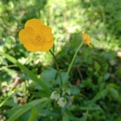 Ranunculus repens at Surrey Hills, VIC - 10 Oct 2024