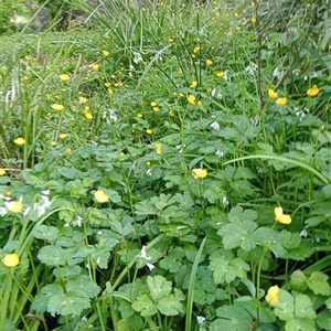 Ranunculus repens at Surrey Hills, VIC - 10 Oct 2024