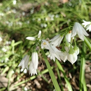 Allium triquetrum (Three-Corner Garlic) at Surrey Hills, VIC by Brouhaha