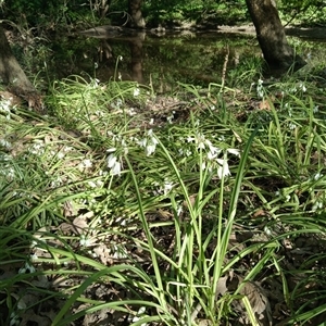 Allium triquetrum at Surrey Hills, VIC - 10 Oct 2024