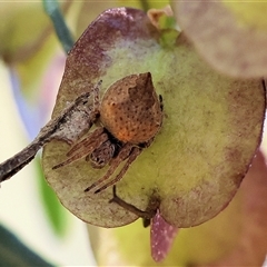 Araneus hamiltoni at Albury, NSW - 10 Oct 2024 by KylieWaldon