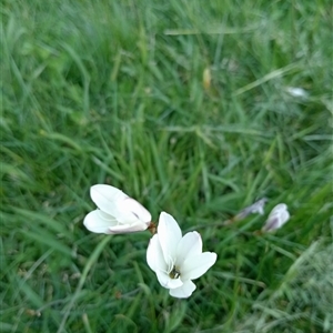 Sparaxis bulbifera at Surrey Hills, VIC - 10 Oct 2024