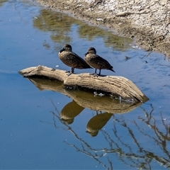 Anas castanea (Chestnut Teal) at Strathnairn, ACT - 30 Mar 2024 by Philip