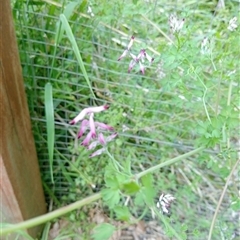 Fumaria muralis subsp. muralis (Wall Fumitory) at Surrey Hills, VIC - 10 Oct 2024 by Brouhaha