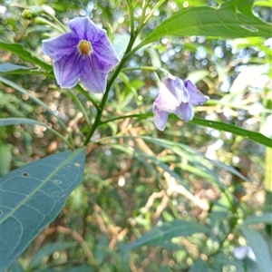 Solanum aviculare at Surrey Hills, VIC - 10 Oct 2024