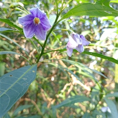 Solanum aviculare at Surrey Hills, VIC - 10 Oct 2024 by Brouhaha