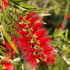 Melaleuca citrina at Kangaroo Valley, NSW - 10 Oct 2024 by lbradley