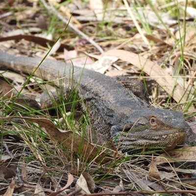 Pogona barbata (Eastern Bearded Dragon) at Kambah, ACT - 10 Oct 2024 by LineMarie