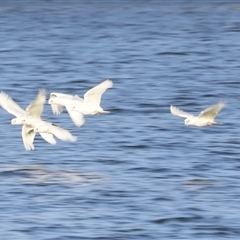 Cacatua sanguinea (Little Corella) at Belconnen, ACT - 28 Nov 2019 by JimL