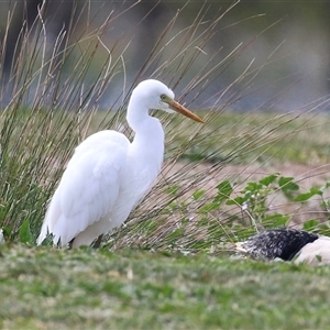 Ardea plumifera at Fyshwick, ACT - 9 Oct 2024