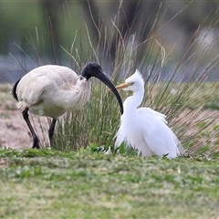 Ardea plumifera at Fyshwick, ACT - 9 Oct 2024