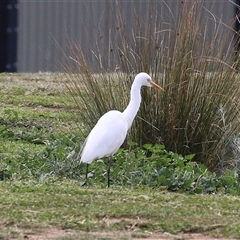 Ardea plumifera at Fyshwick, ACT - 9 Oct 2024