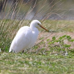 Ardea plumifera at Fyshwick, ACT - 9 Oct 2024