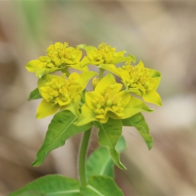 Euphorbia oblongata (Egg-leaf Spurge) at Fyshwick, ACT - 9 Oct 2024 by RodDeb