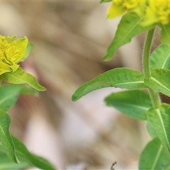 Euphorbia oblongata at Fyshwick, ACT - 9 Oct 2024 01:50 PM