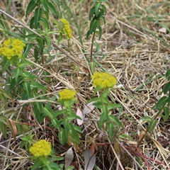 Euphorbia oblongata at Fyshwick, ACT - 9 Oct 2024