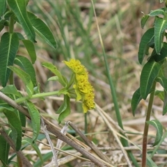 Euphorbia oblongata at Fyshwick, ACT - 9 Oct 2024 01:50 PM