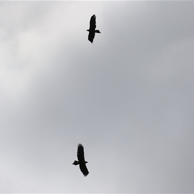 Aquila audax (Wedge-tailed Eagle) at Fyshwick, ACT - 9 Oct 2024 by RodDeb