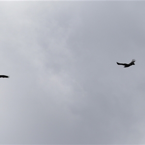 Aquila audax at Fyshwick, ACT - 9 Oct 2024 02:15 PM