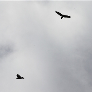 Aquila audax at Fyshwick, ACT - 9 Oct 2024 02:15 PM