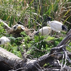 Threskiornis molucca (Australian White Ibis) at Fyshwick, ACT - 9 Oct 2024 by RodDeb